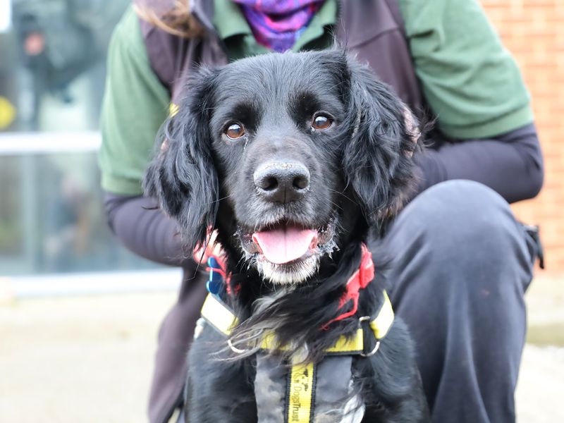 Jet | Spaniel (Cocker) | Leeds - 1