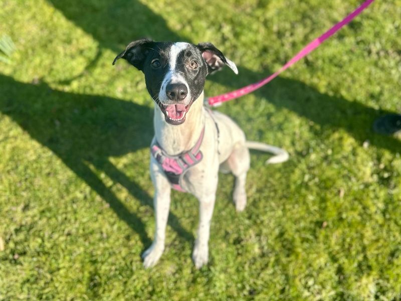 Dottie for sale in Chestfield, Kent