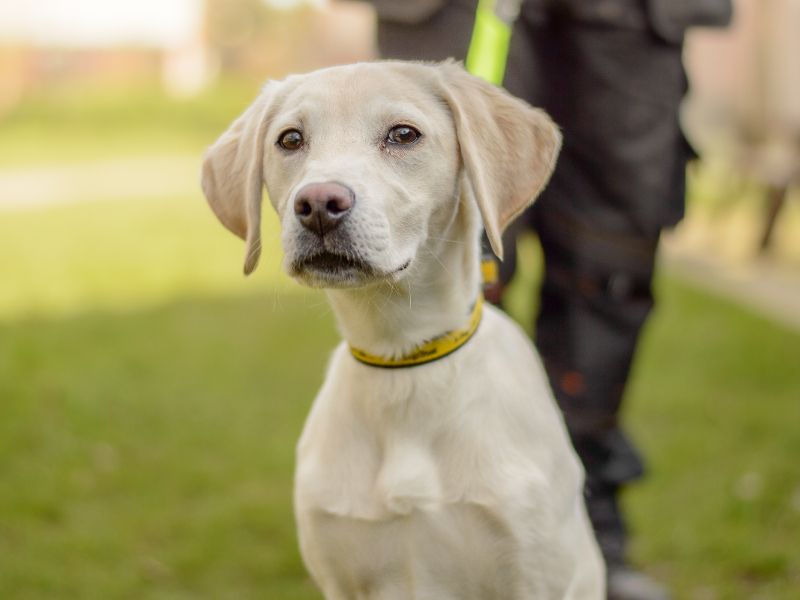 Flossy | Retriever (Labrador) | Kenilworth (West Midlands) - 1