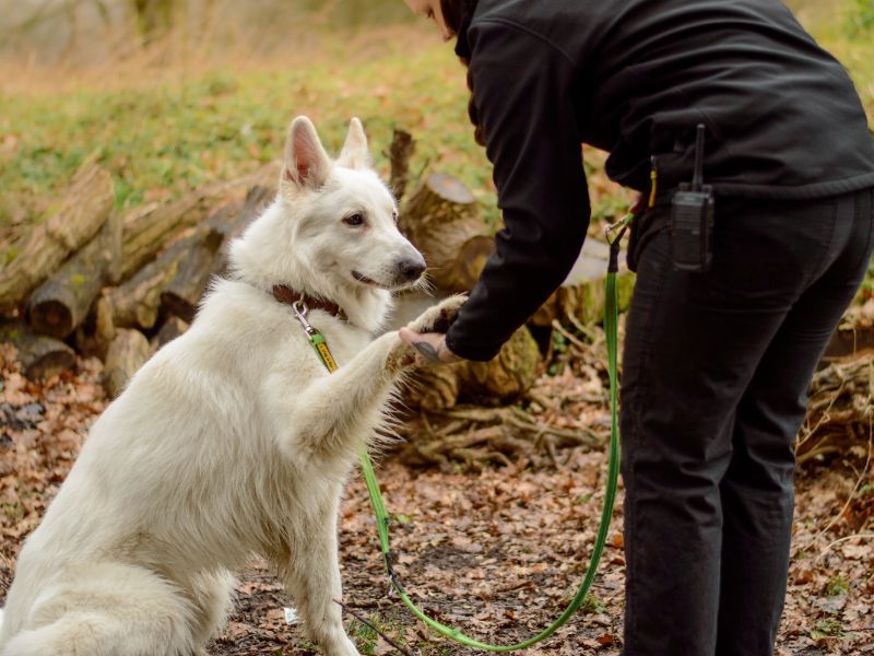 Shep | German Shepherd Dog | Kenilworth (West Midlands) - 1