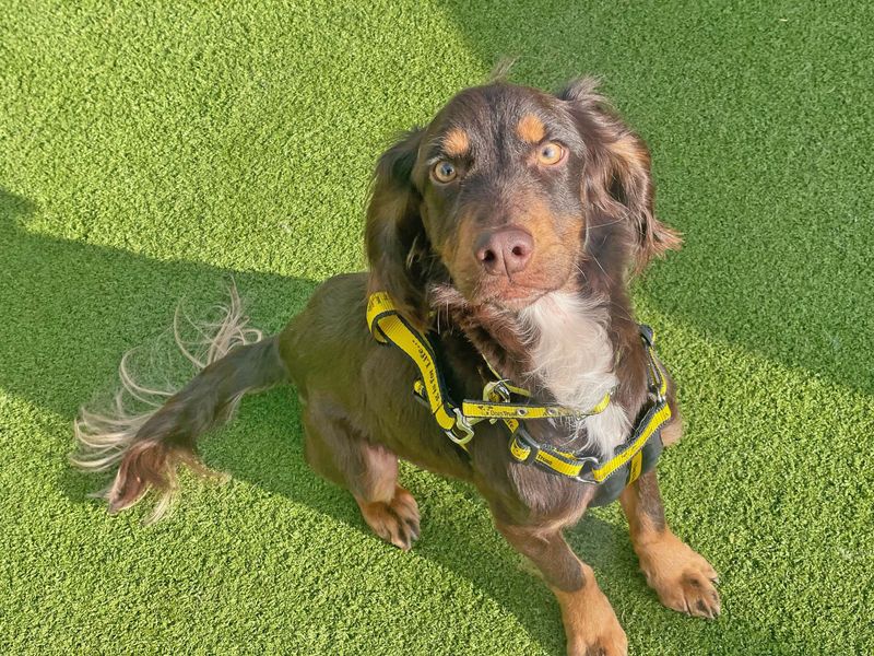 Chewie | Spaniel (Cocker) | Basildon (Essex) - 1