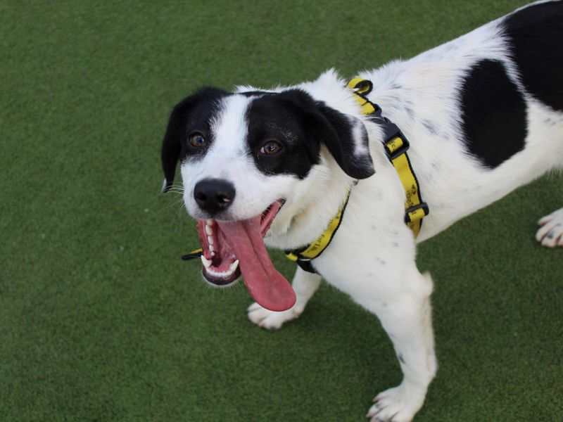 Coco | Collie (Border) Cross | Glasgow - 1