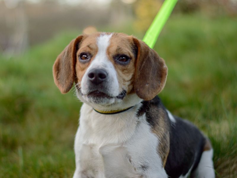 Betty for sale in Kenilworth, Warks