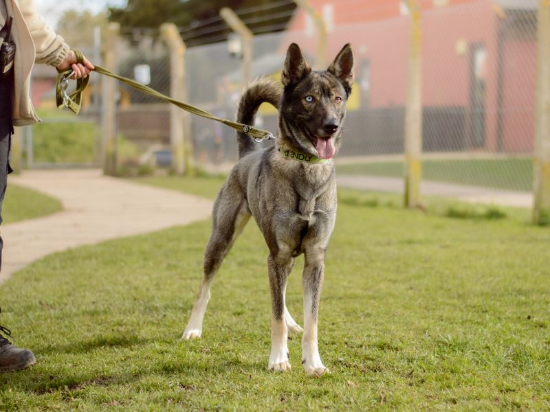 Skippy for sale in Kenilworth, Warks