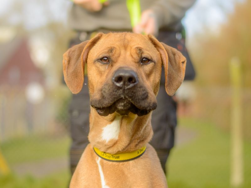 Puddles for sale in Kenilworth, Warks