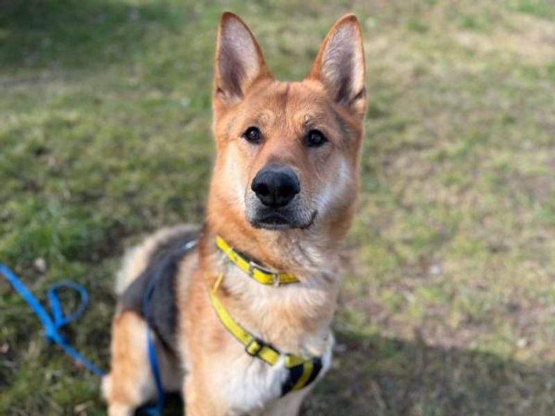 Maverick for sale in Telford, Shropshire