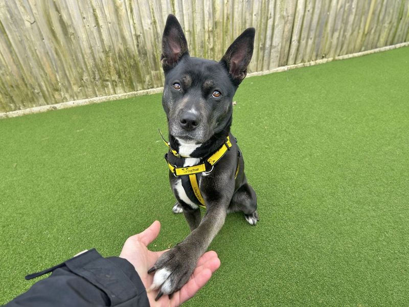 Sage | Terrier (Staffordshire Bull) Cross | Basildon (Essex) - 1