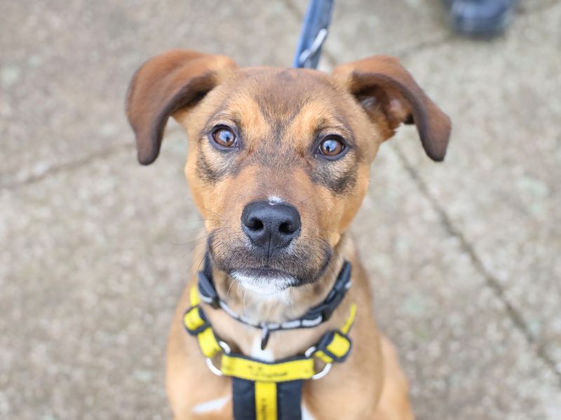 Keith | Lurcher Cross | Leeds - 1