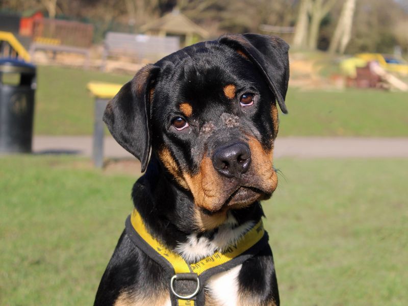 Clifford for sale in Liverpool, Merseyside