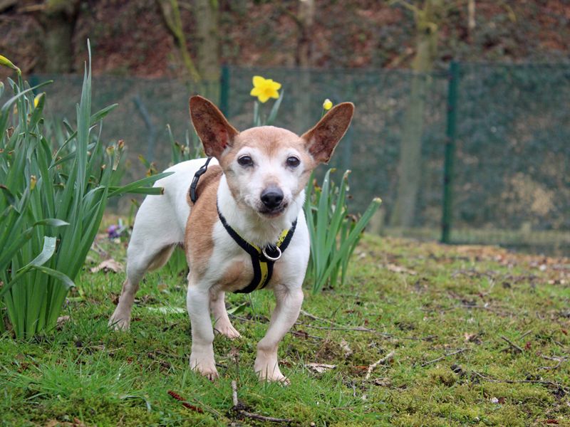 Chalky for sale in Liverpool, Merseyside