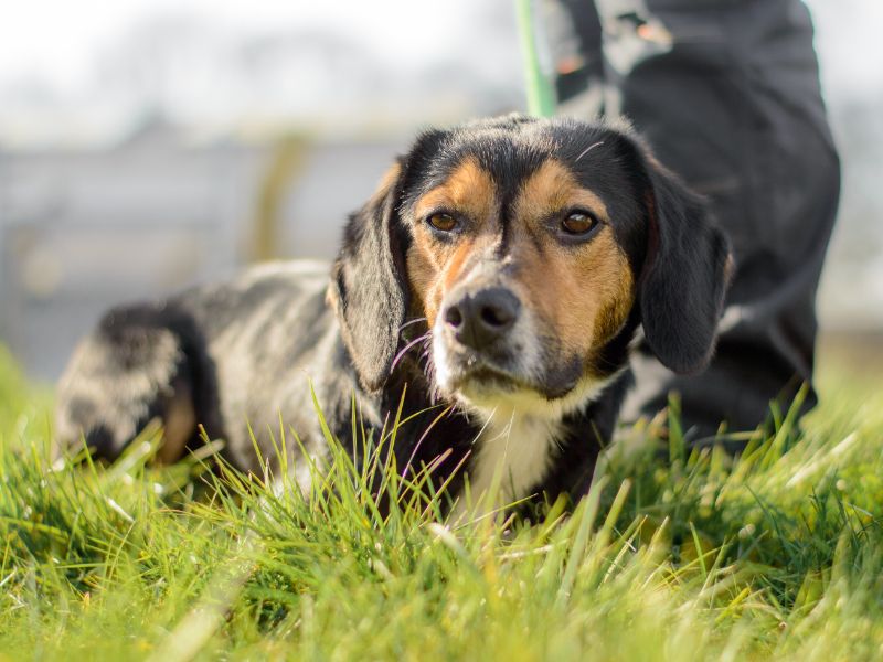 Beatrix | Beagle Cross | Kenilworth (West Midlands) - 1