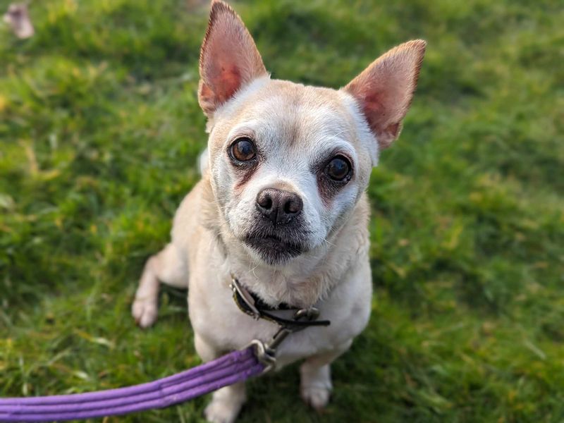 Loui | Chihuahua (Smooth Coat) Cross | Bridgend (Wales) - 1