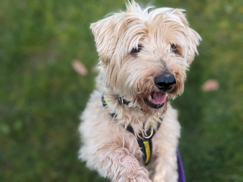 Eddie for sale in Mid Glamorgan, Wales