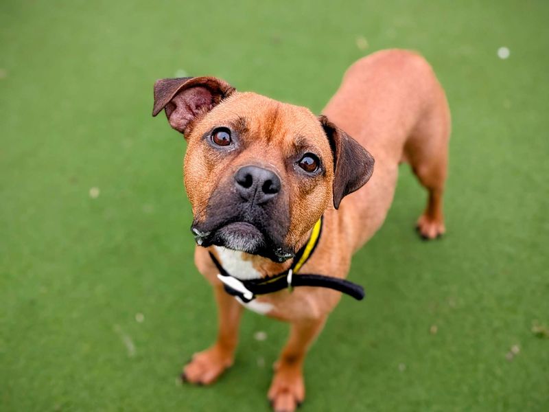 Jenny | Terrier (Staffordshire Bull) Cross | Cardiff - 1