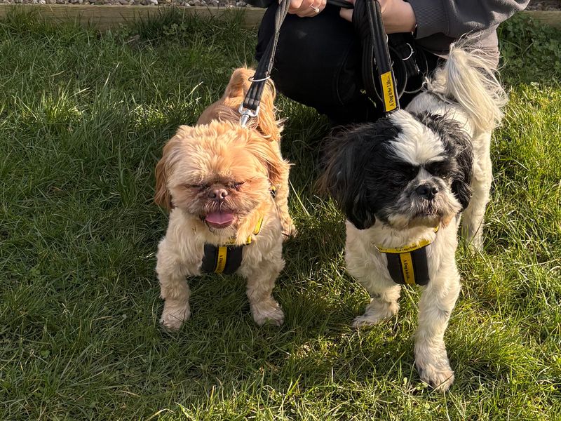 Harley | Shih Tzu | Loughborough - 1