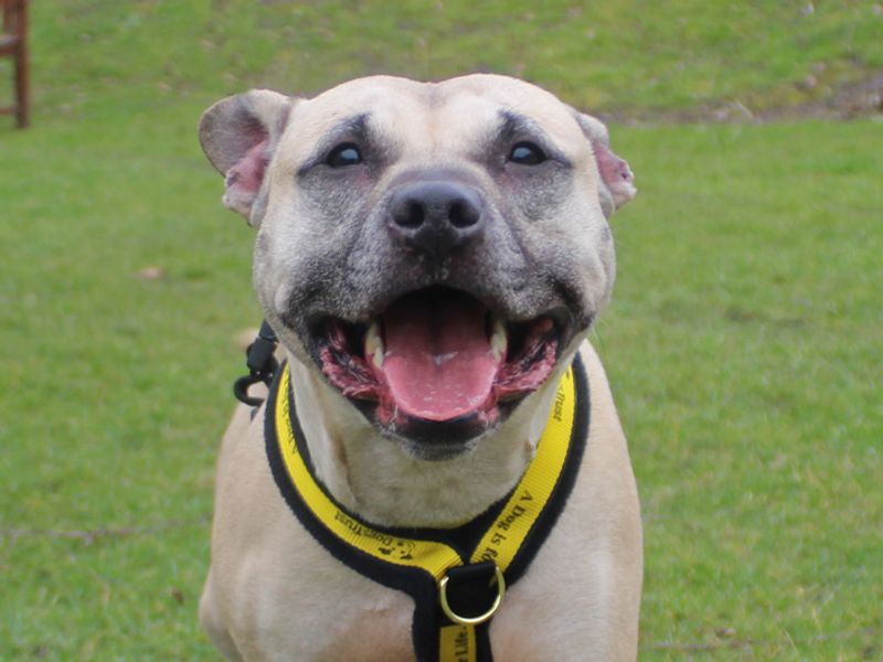 Luna | Terrier (Staffordshire Bull) | Merseyside (Liverpool) - 1