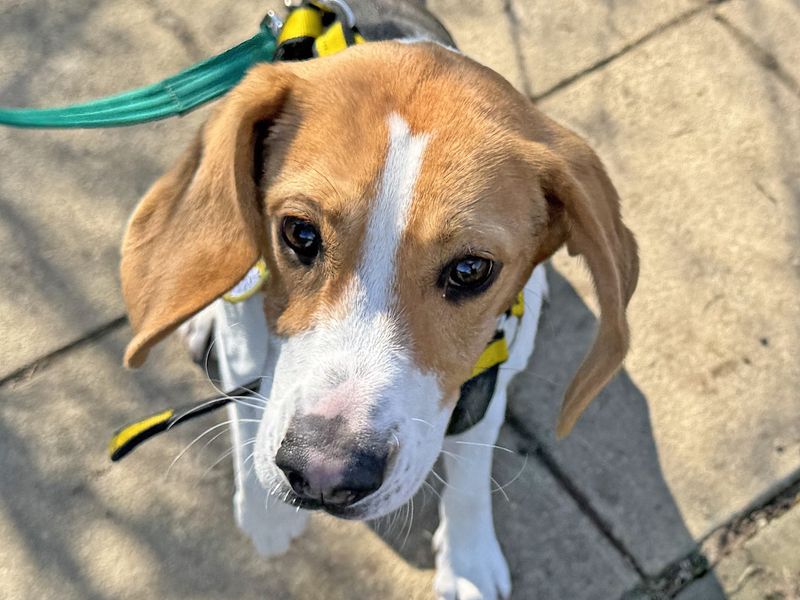 Deo | Beagle | Basildon (Essex) - 1