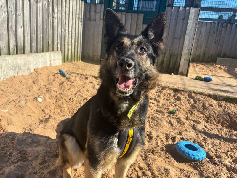 Skye | German Shepherd Dog | Cardiff - 1