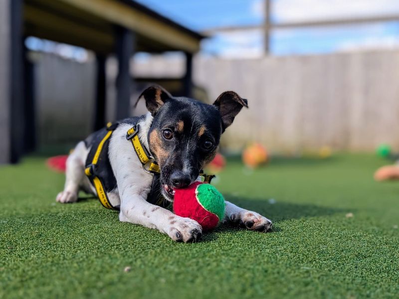 Alfie for sale in Cardiff, Glamorgan - Image 3