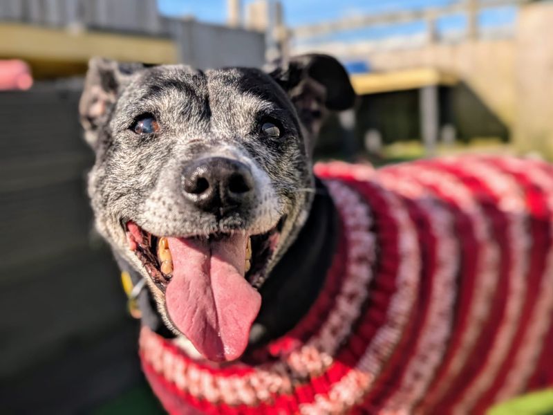 Daisy | Terrier (Staffordshire Bull) | Cardiff - 1