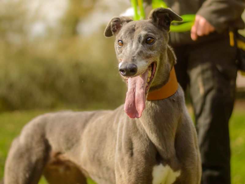 Perseus | Greyhound | Kenilworth (West Midlands) - 1