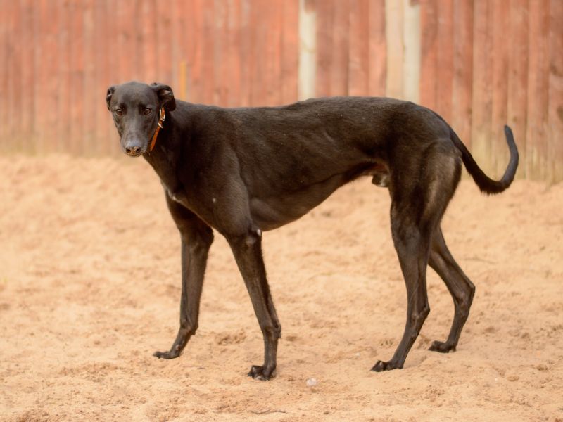 Hercules | Greyhound | Kenilworth (West Midlands) - 1