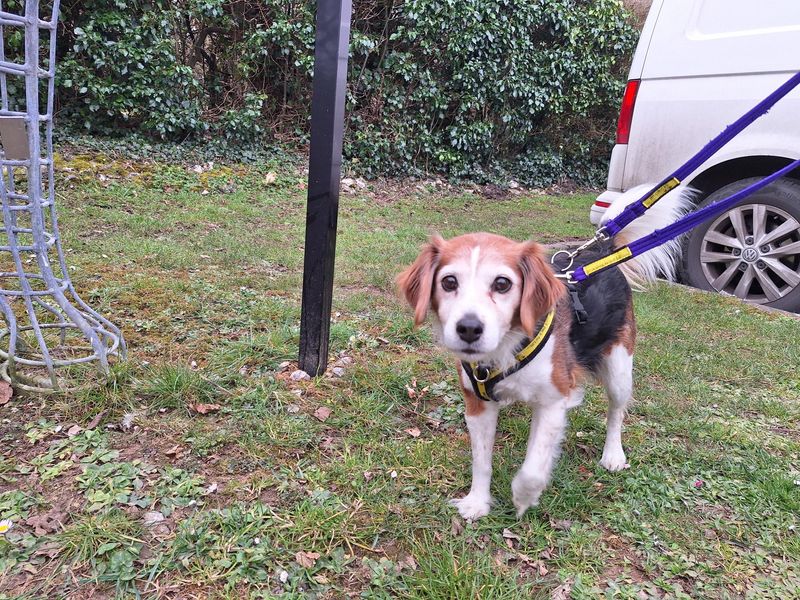 Rosie | Terrier (Jack Russell) Cross | Salisbury (Wiltshire) - 1