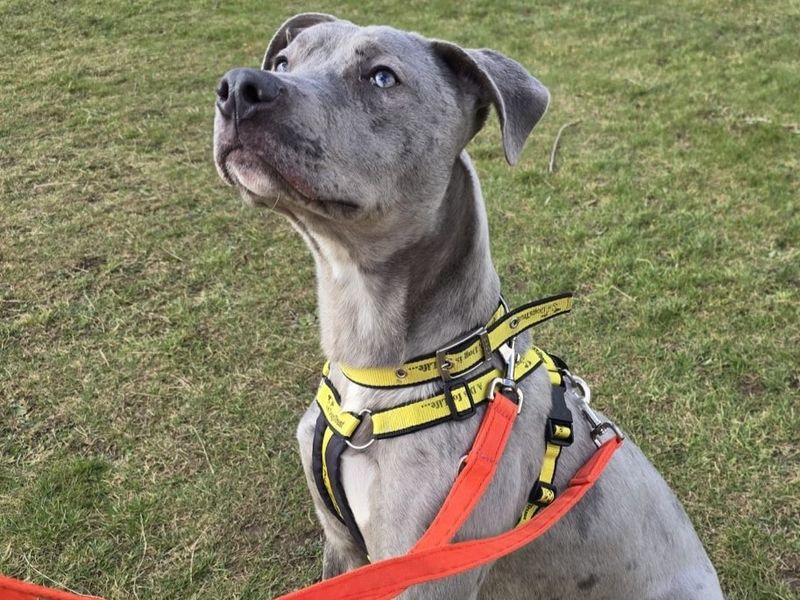 Cupid | Lurcher Cross | Shrewsbury (Shropshire) - 1