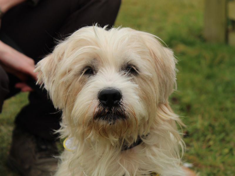 Zazu | Terrier (Jack Russell) Cross | Newbury (Berkshire) - 1